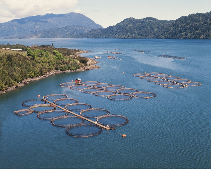 Salmon farm in Chile
